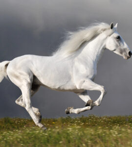 Cheval Andalou: Élégance & Puissance Équine