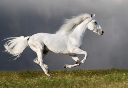 Cheval Andalou: Élégance & Puissance Équine