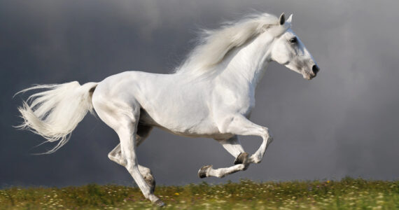 Cheval Andalou: Élégance & Puissance Équine