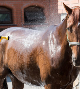 Soins Essentiels pour Chevaux – Guide Complet