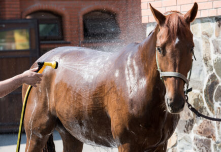 Soins Essentiels pour Chevaux – Guide Complet