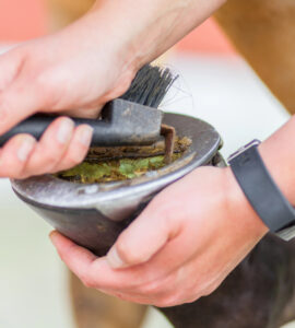 Soins Essentiels: Cure Pied Cheval pour Équidés