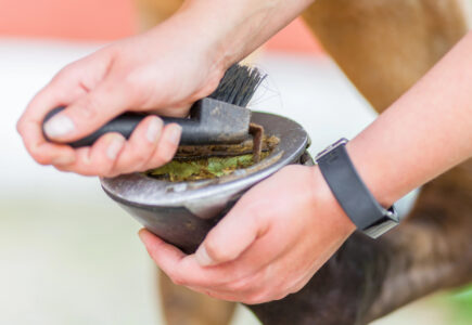 Soins Essentiels: Cure Pied Cheval pour Équidés