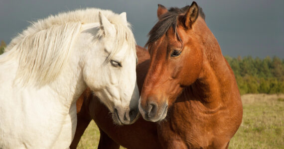 Accouplement Cheval: Guide Complet et Conseils