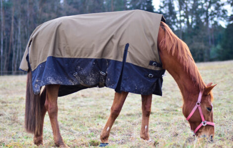 Couverture Imperméable Cheval: Protection Optimale