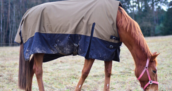 Couverture Imperméable Cheval: Protection Optimale