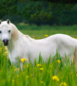 Cheval Connemara - Guide Complet & Traits Distinctifs