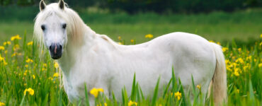 Cheval Connemara - Guide Complet & Traits Distinctifs