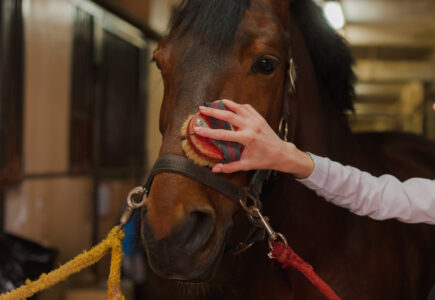 Etrille Cheval : Choisissez La Meilleure Pour Votre Monture