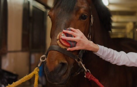 Etrille Cheval : Choisissez La Meilleure Pour Votre Monture