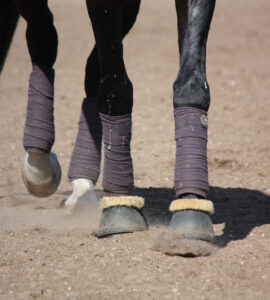 Cloche Cheval pour Protection Équine – Guide Achat