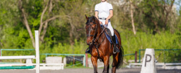 Idées de Nom pour Cheval – Inspirez-vous!