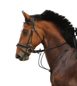 Martingale Cheval – Guide Pratique et Conseils