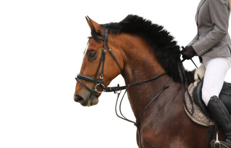 Martingale Cheval – Guide Pratique et Conseils