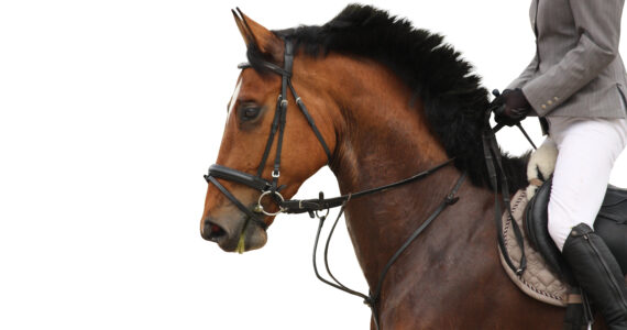 Martingale Cheval – Guide Pratique et Conseils