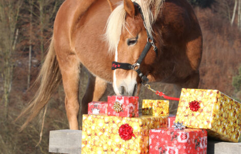 Idées Cadeau Cheval pour Amoureux d’Équitation