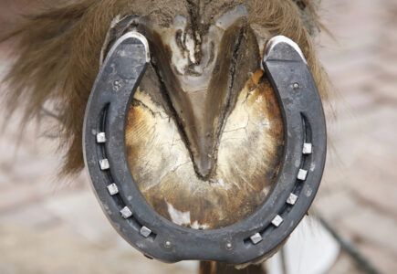 Tout sur le soin du sabot de cheval – Conseils pratiques
