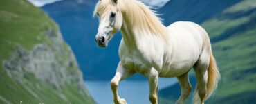 cheval fjord