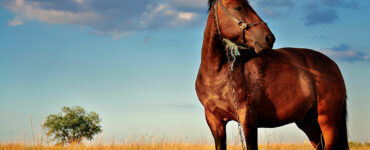 Fond Cheval Hebdo