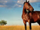 Fond Cheval Hebdo